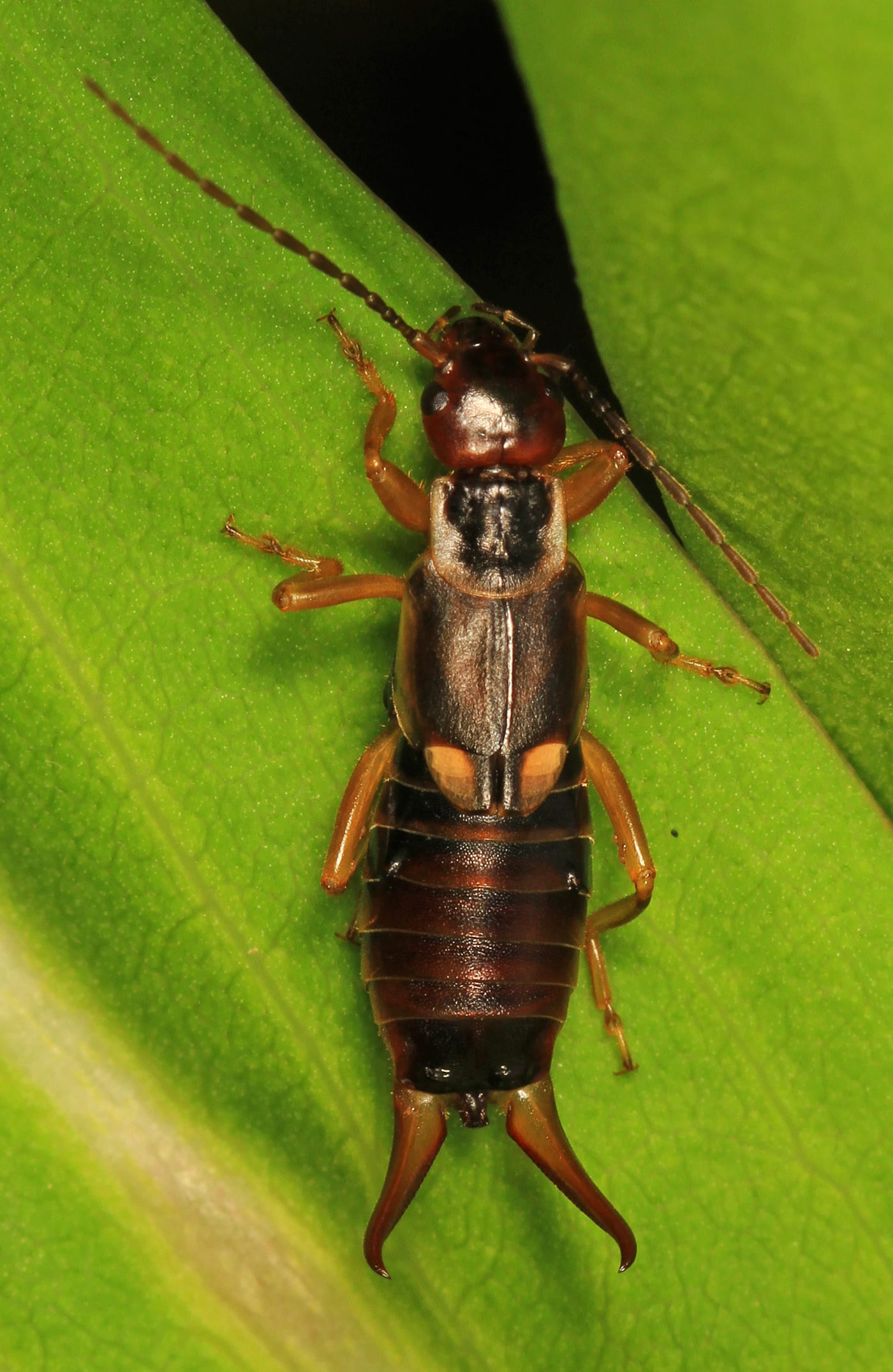 A common earwig, Forficula auricularia, brown with distinctive rear pincers, on a leaf.