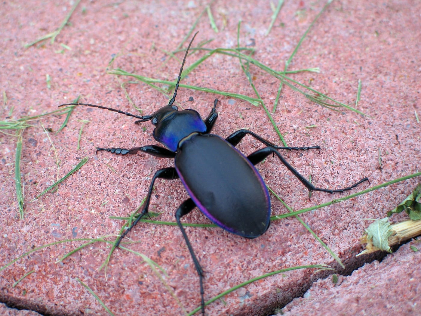 A violet ground beetle, Carabus violaceus, black with metallic-purple edges to its wing cases, on stone.