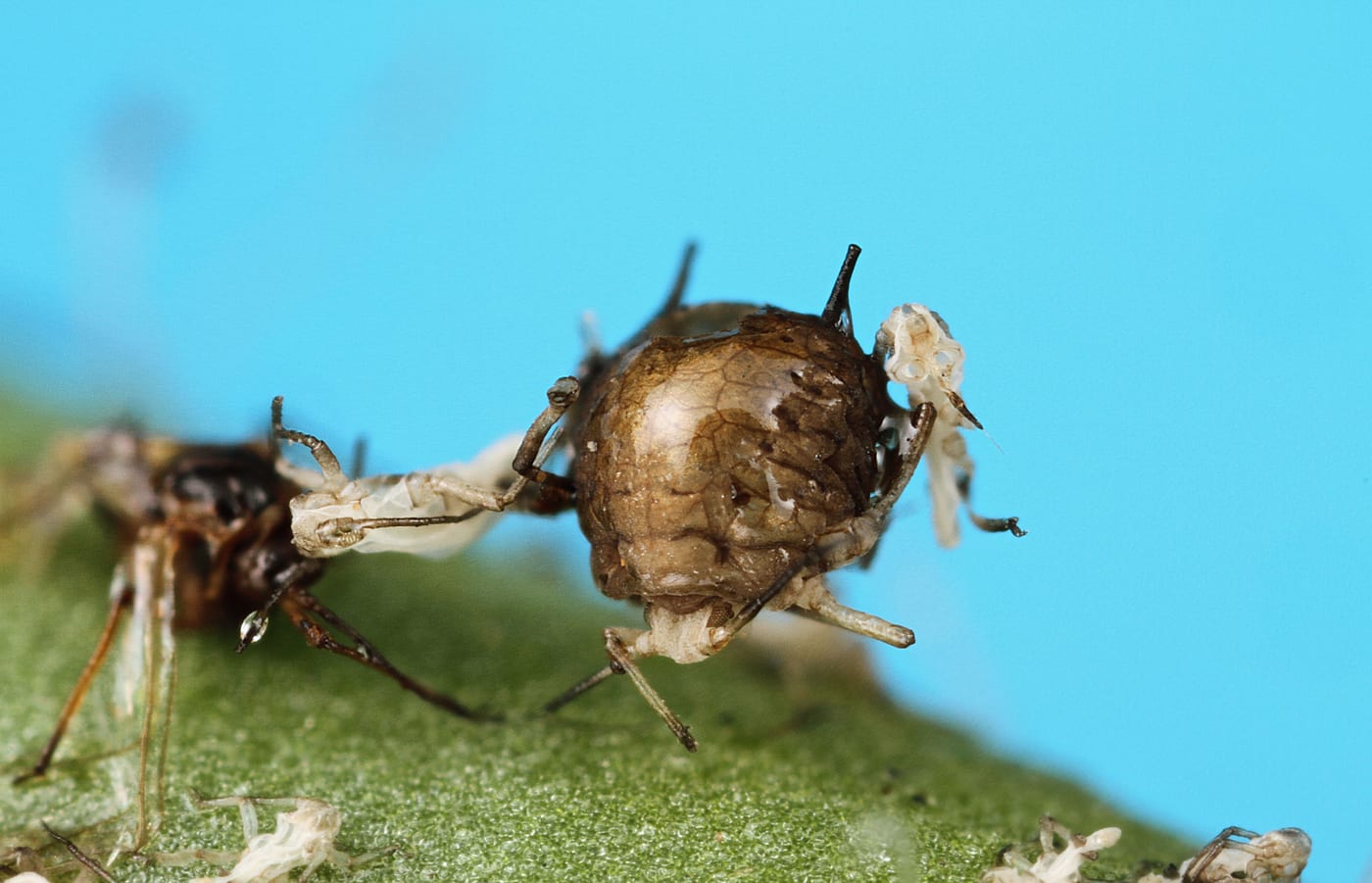 An aphid mummy: a parasitised aphid, swollen and tan-brown, with a parasitoid wasp's exit hole visible, on a leaf among live aphids.