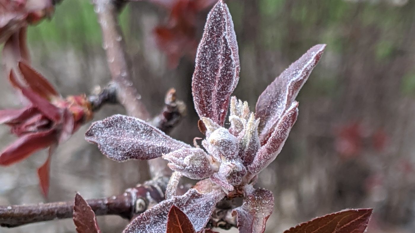 Young apple shoot-tip leaves coated in a white, dusty powdery mildew film