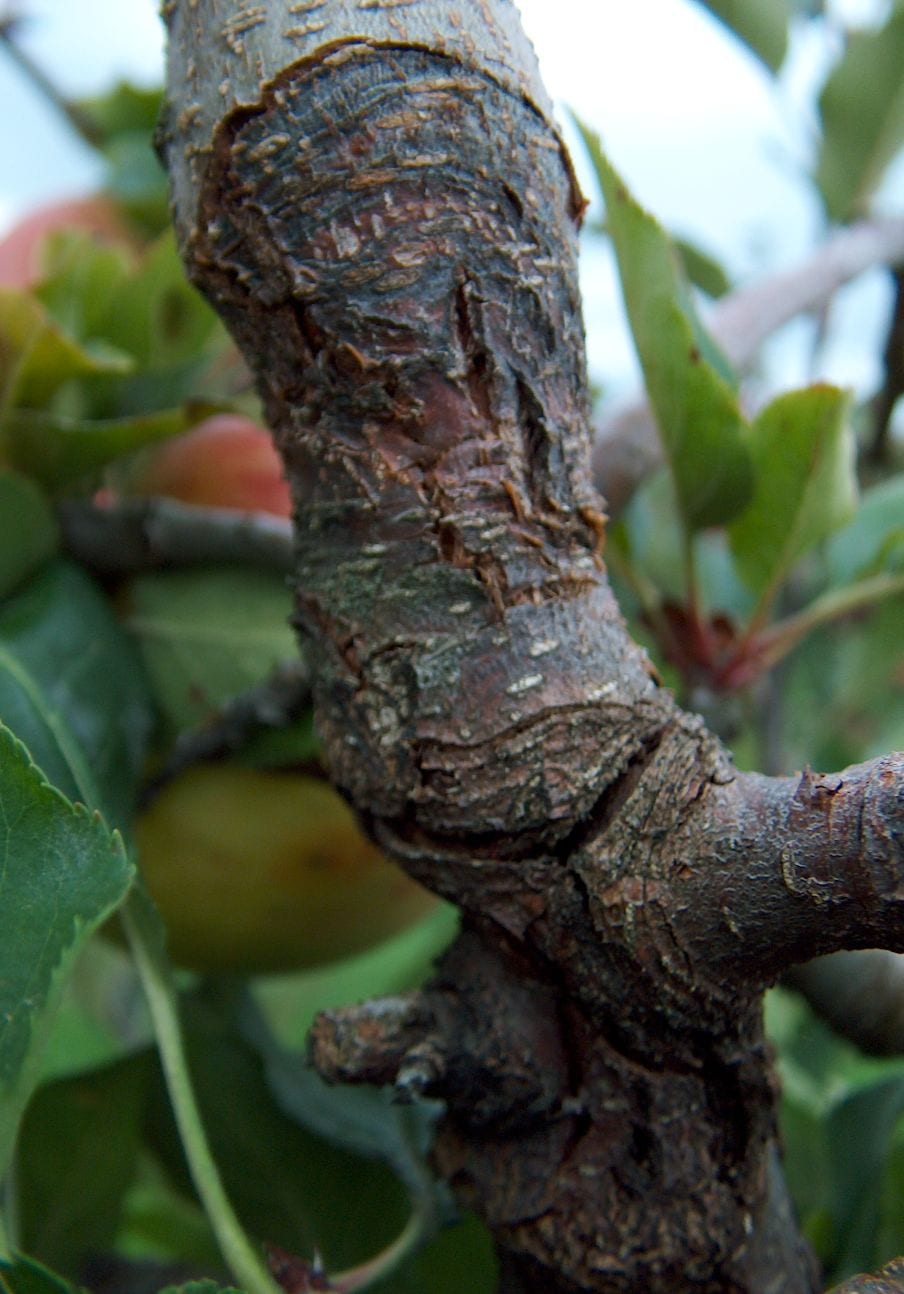 A canker lesion with cracked, sunken bark on a fruit tree branch.