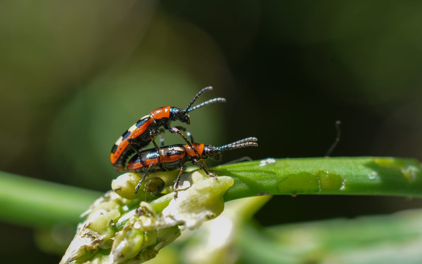 Two black beetles with yellow blotches and reddish thoraxes on an asparagus stem.