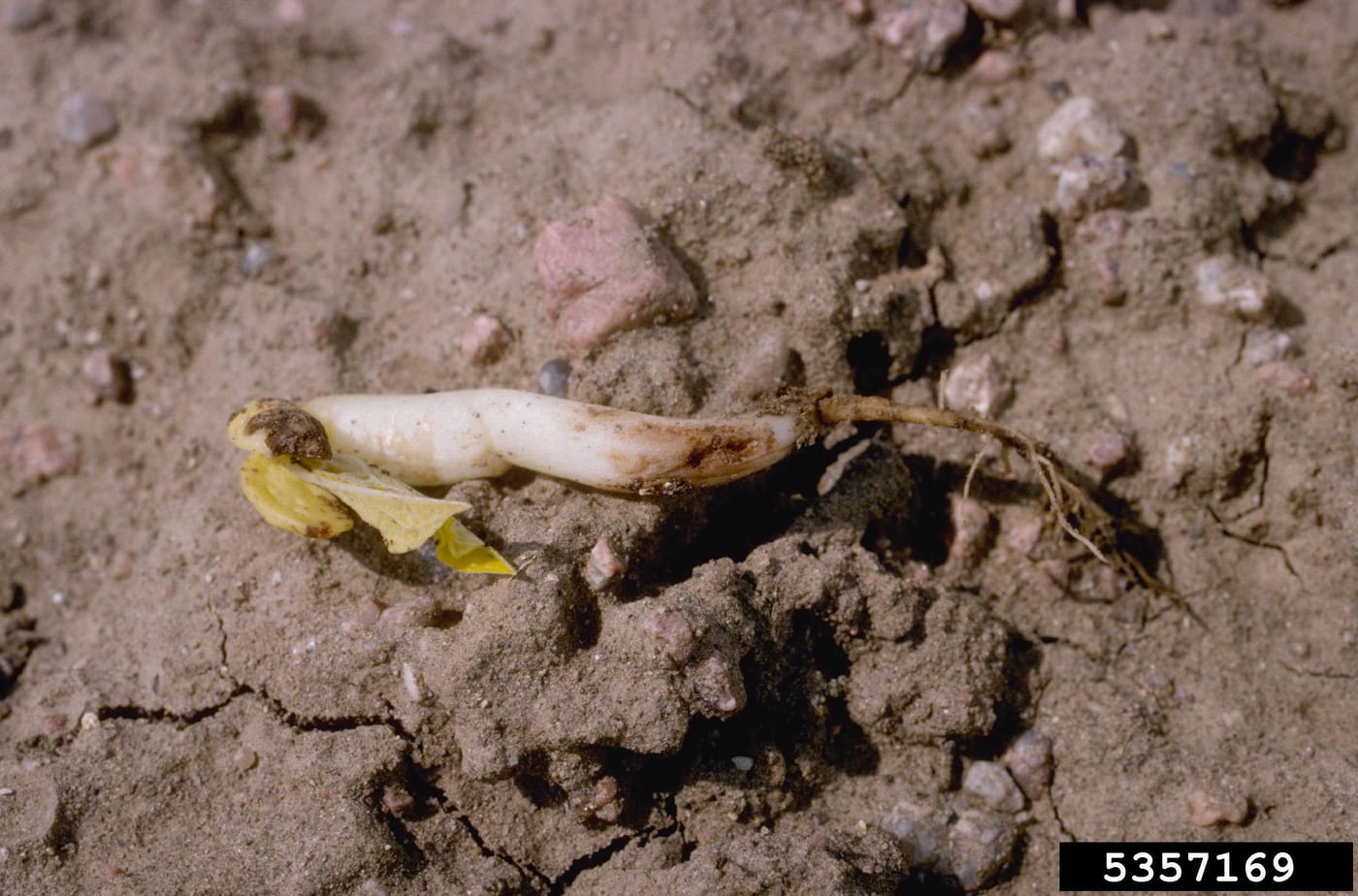 A collapsed bean seedling in soil showing dark feeding damage on the stem caused by bean seed fly maggots.