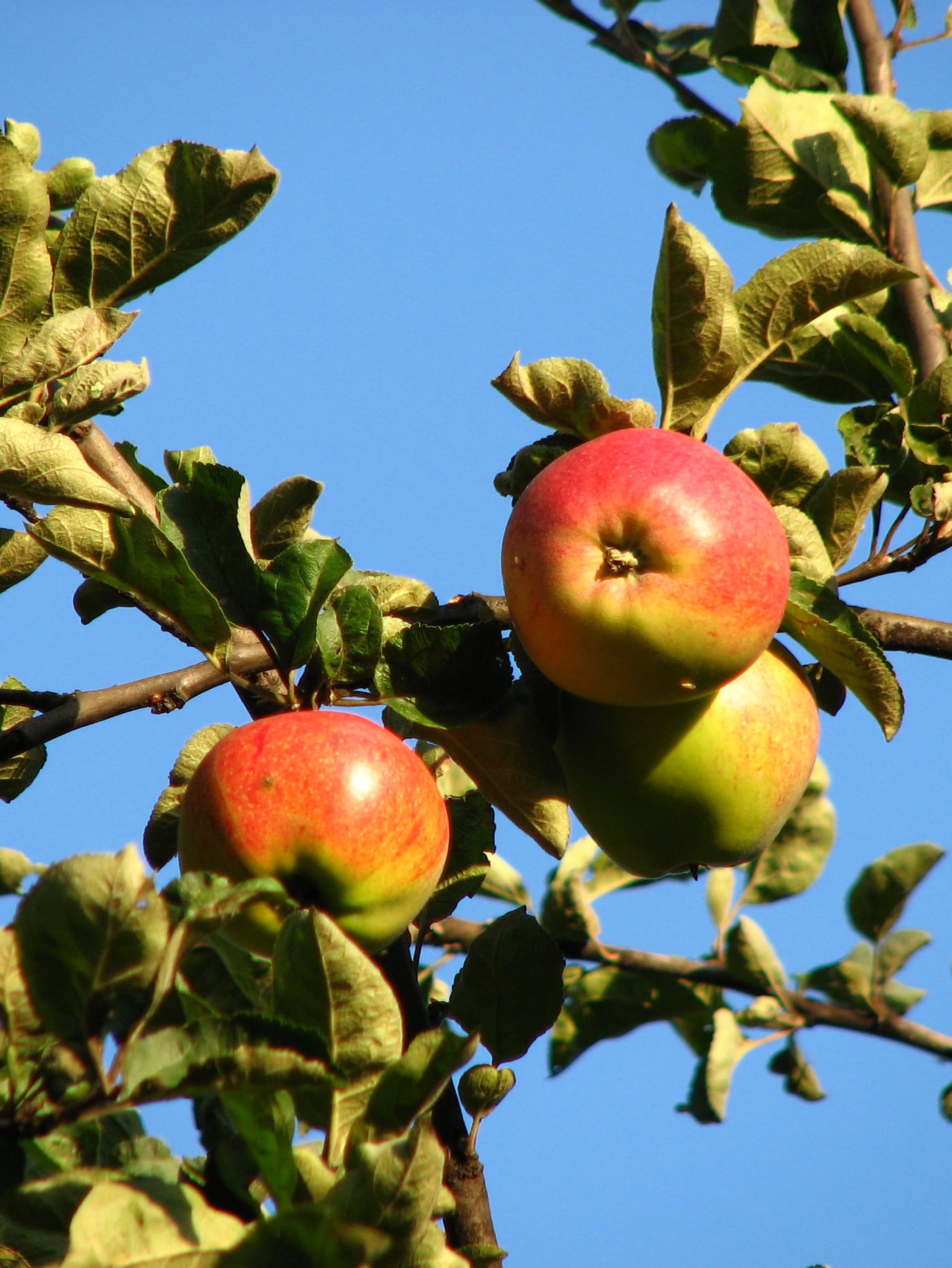 Apples clustered tightly together on an unthinned branch
