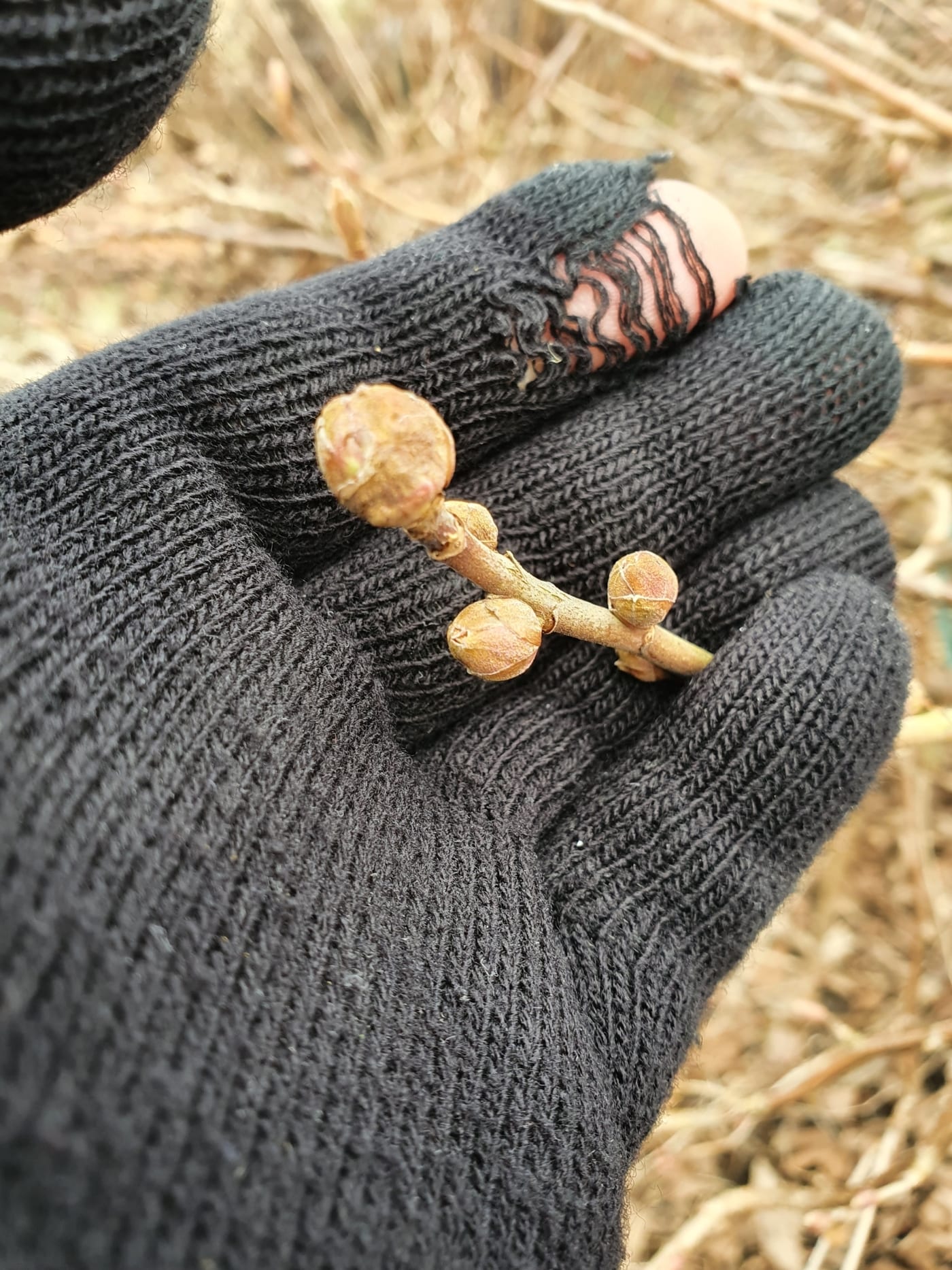 A gloved hand holding a blackcurrant twig with several abnormally swollen, rounded buds next to normal, pointed ones.