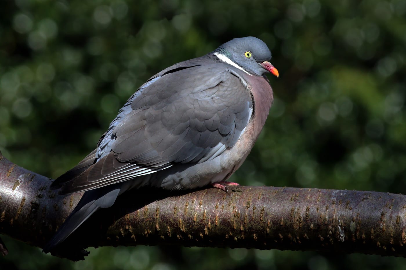 A wood pigeon, the main brassica and pea offender among garden birds