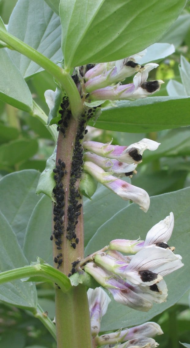 Dense colony of black bean aphids clustered along a broad bean stem near the flowers.