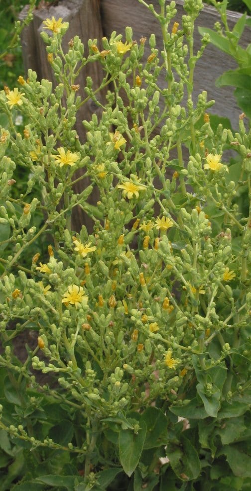 A lettuce that has bolted, sending up a tall branching flower stalk covered in small yellow flowers