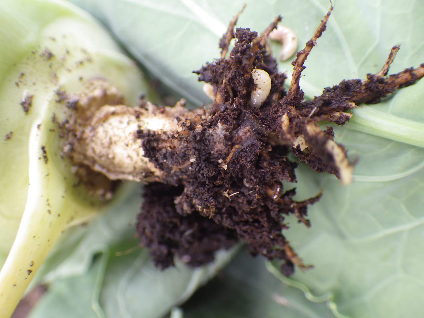 Cabbage root fly maggots exposed in the damaged, tunnelled root of a kohlrabi plant.