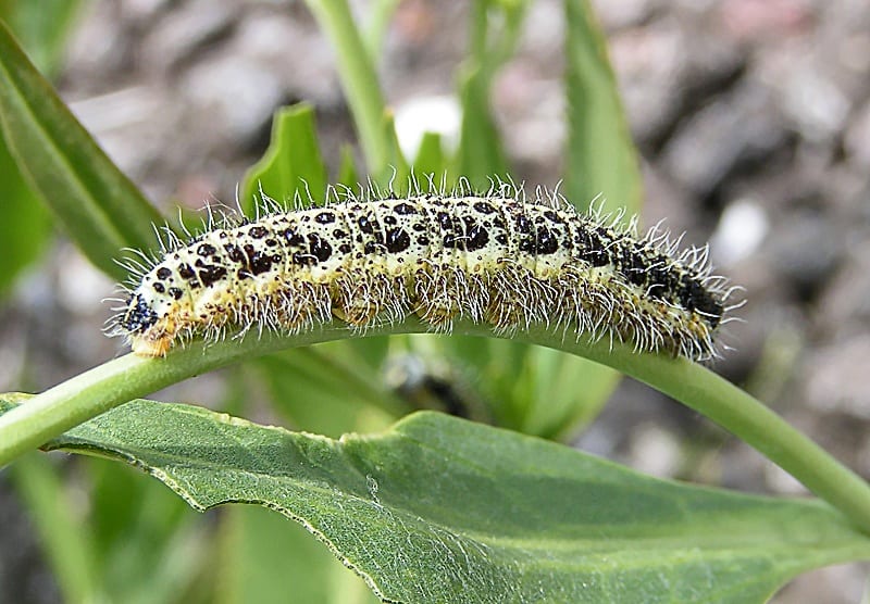 A large white butterfly caterpillar, yellow and grey-green with black speckles and fine pale hairs, on a leaf stalk.