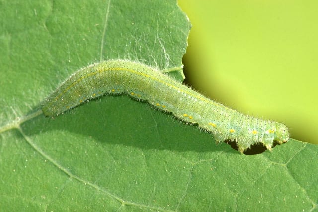 A small white butterfly caterpillar, plain velvety green, resting along the midrib of a leaf.