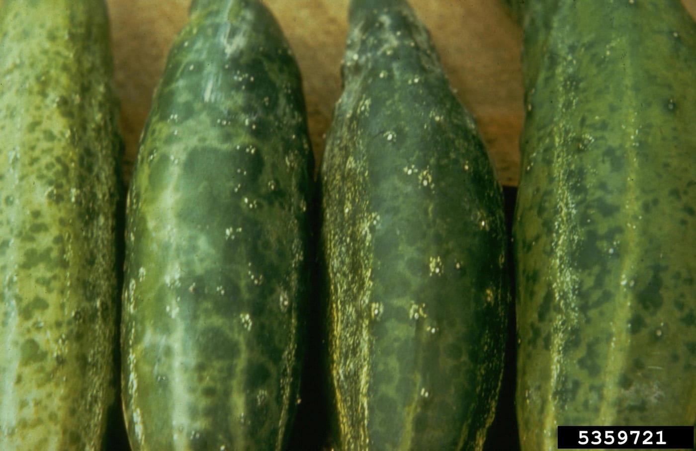 A cucumber fruit with a mottled light and dark green mosaic pattern on its skin.