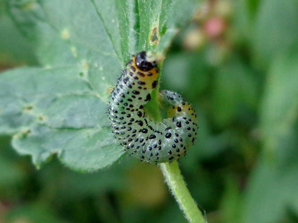A pale green, black-spotted gooseberry sawfly larva feeding on a partly-eaten leaf.
