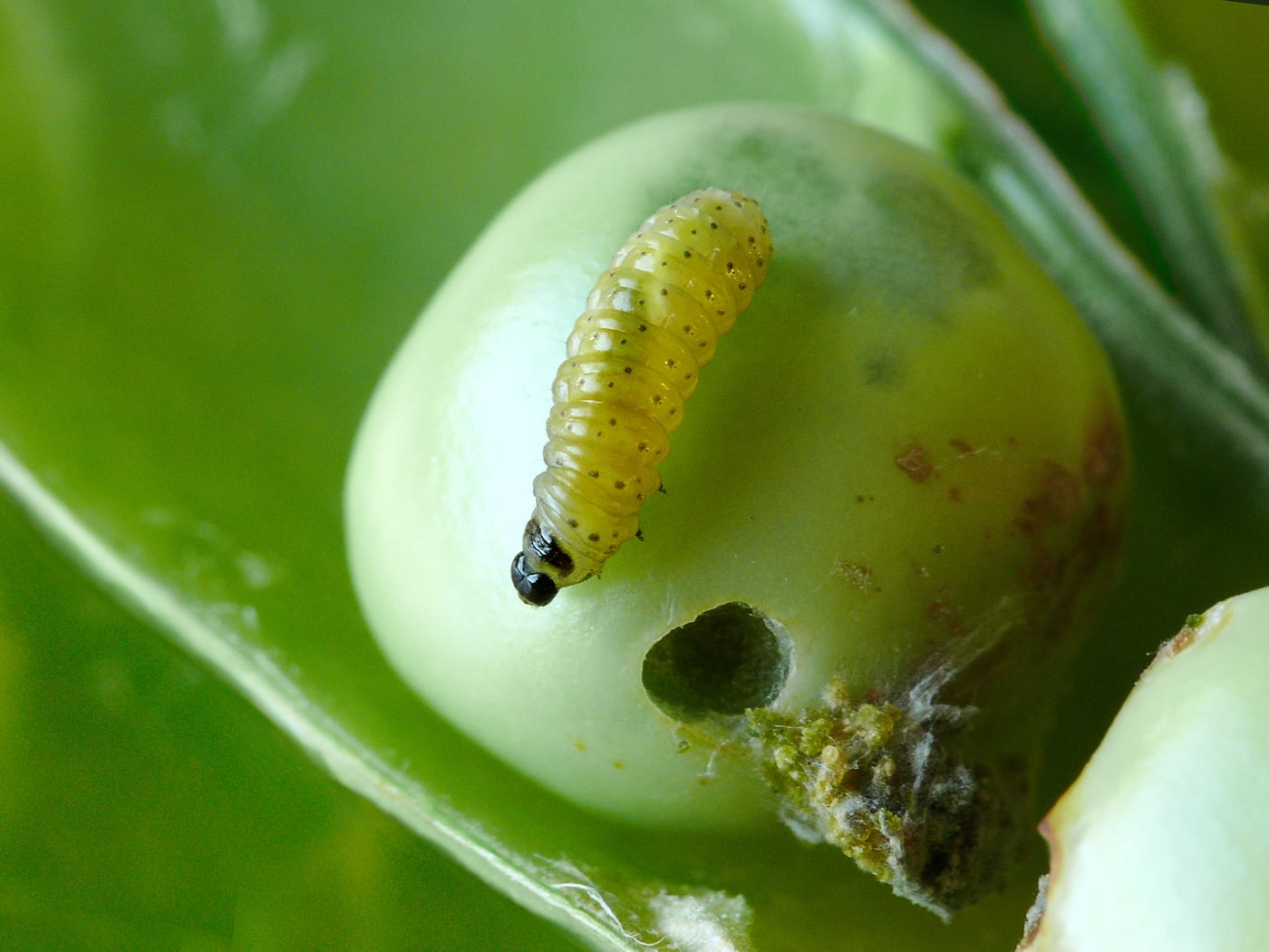 A small caterpillar with a black head on a pea pod, next to a visible entry hole and frass.