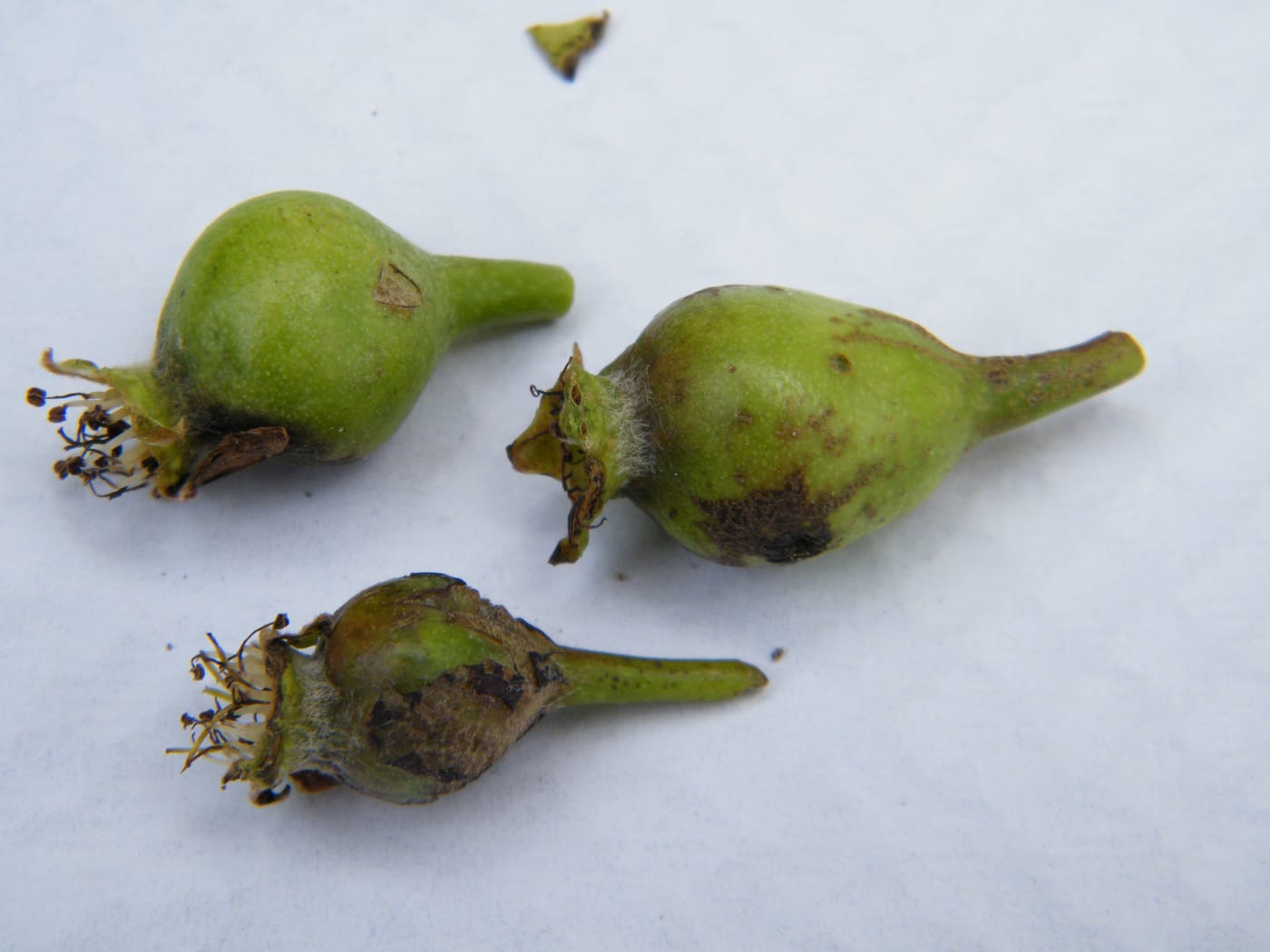 Three deformed, blackening pear fruitlets on a white background, showing pear midge damage