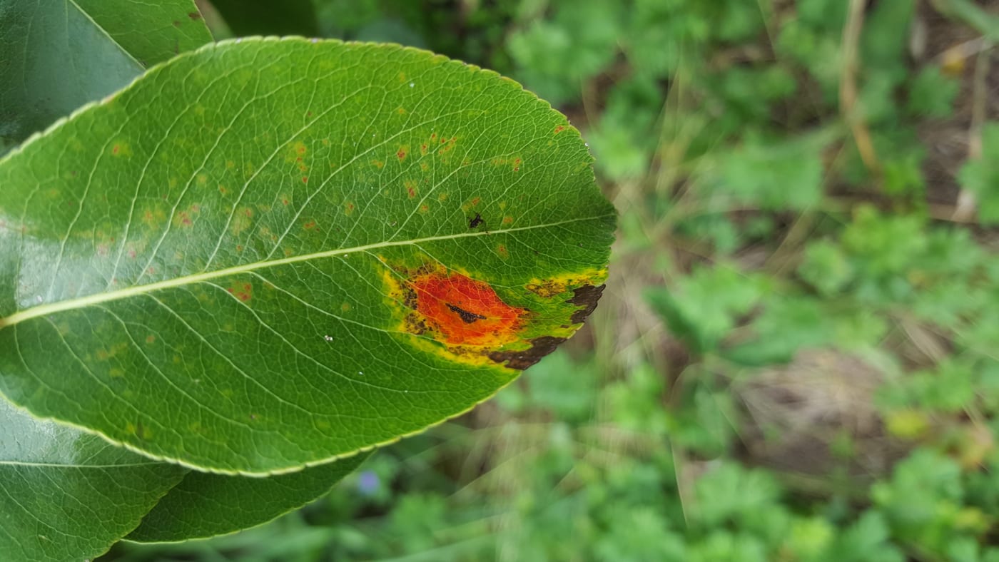 A pear leaf with a bright orange rust spot developing a gall-like brown and black growth at its centre
