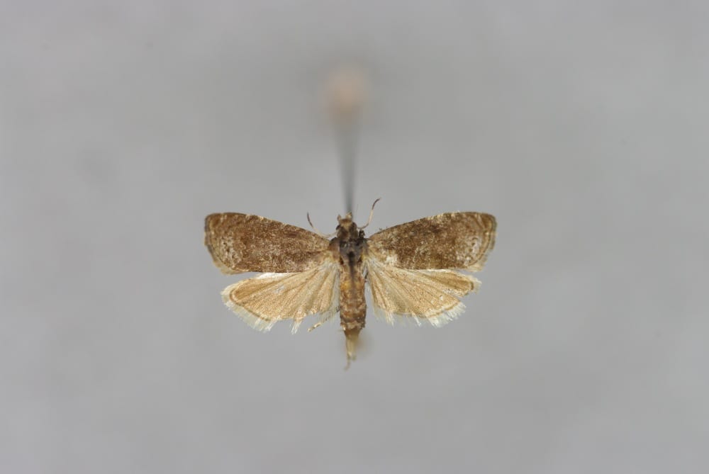 An adult plum moth, a small mottled grey-brown moth, resting on tree bark.