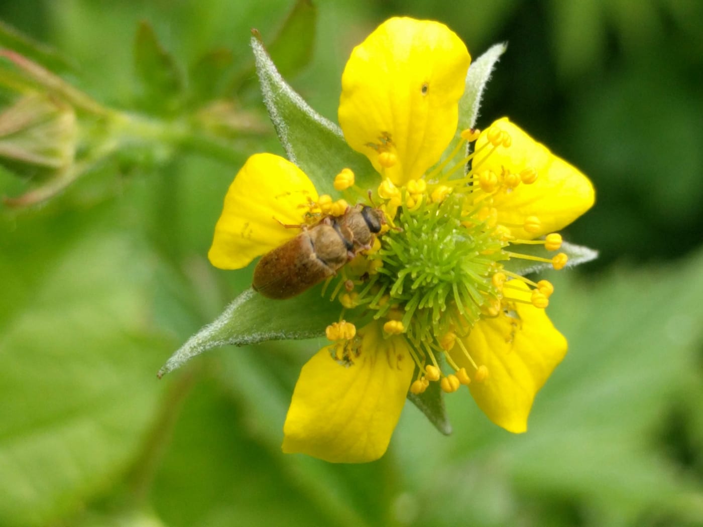 A small pale brown beetle on a yellow flower.