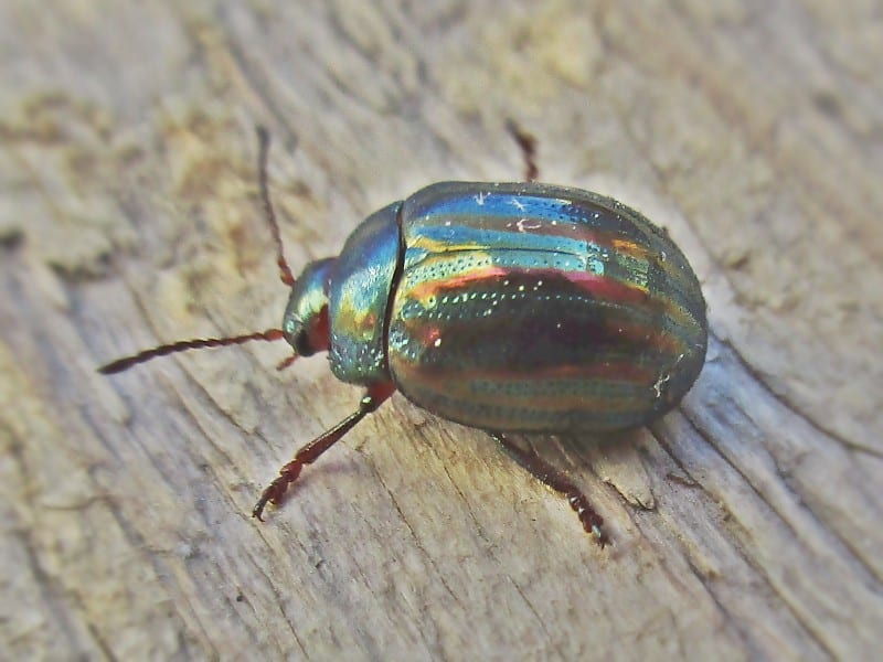 A shiny beetle with metallic purple and green longitudinal stripes resting on a rosemary sprig.
