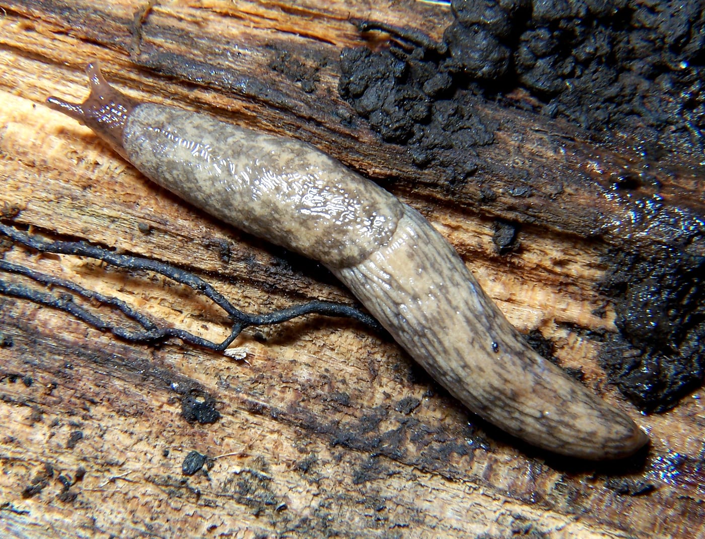 A grey field slug, mottled fawn and grey, crawling across damp wood.
