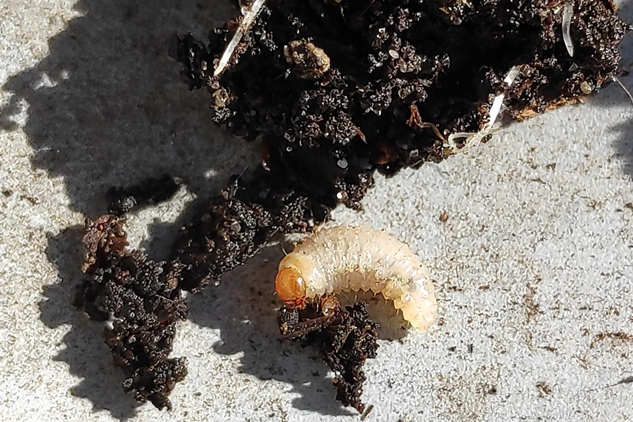 A plump C-shaped white vine weevil grub with a brown head, lying in dark compost.