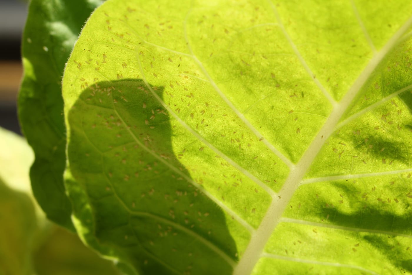 The underside of a leaf scattered with dozens of pale, flat, oval whitefly nymphs.