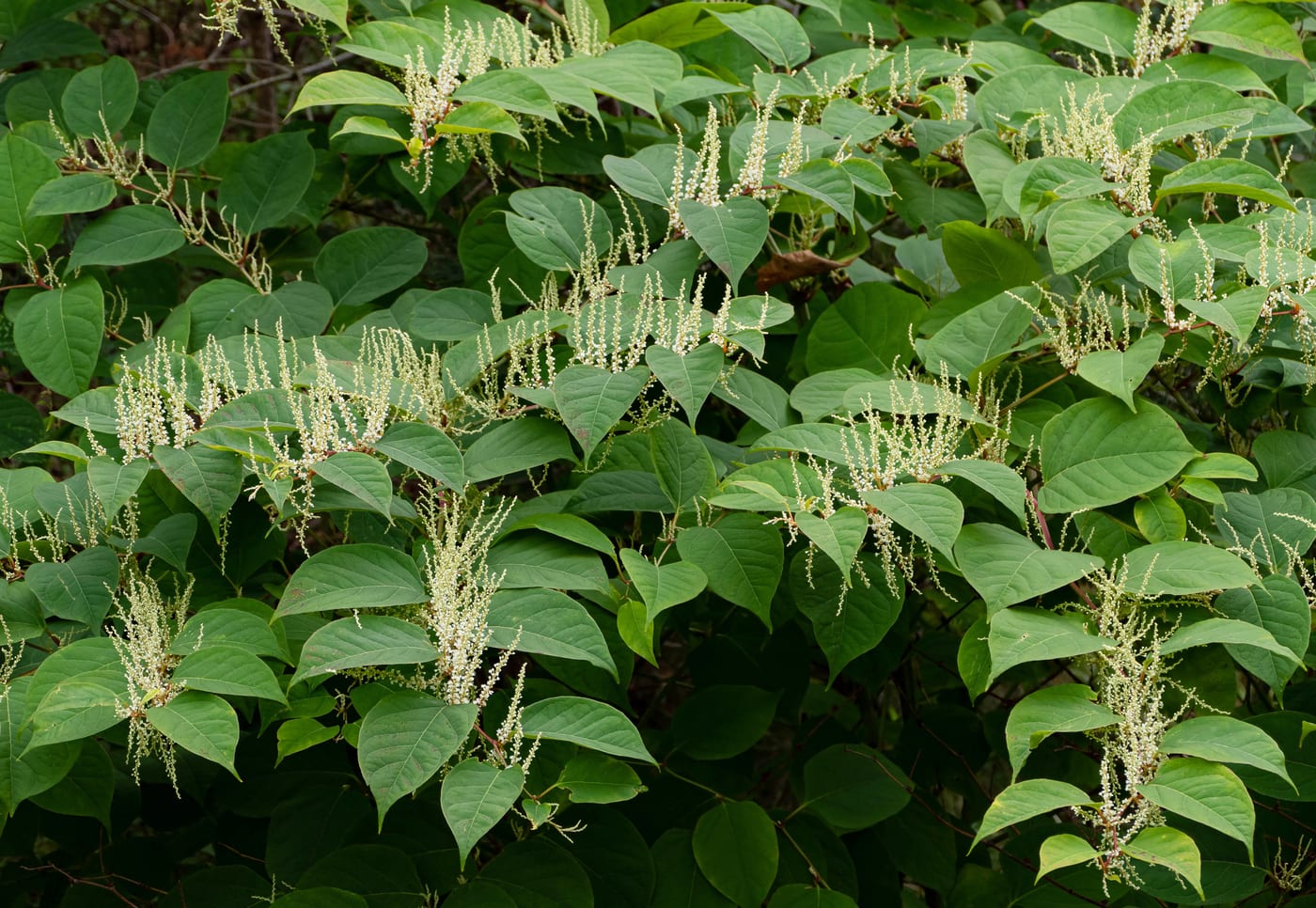 Japanese knotweed showing shovel-shaped leaves and stem growth