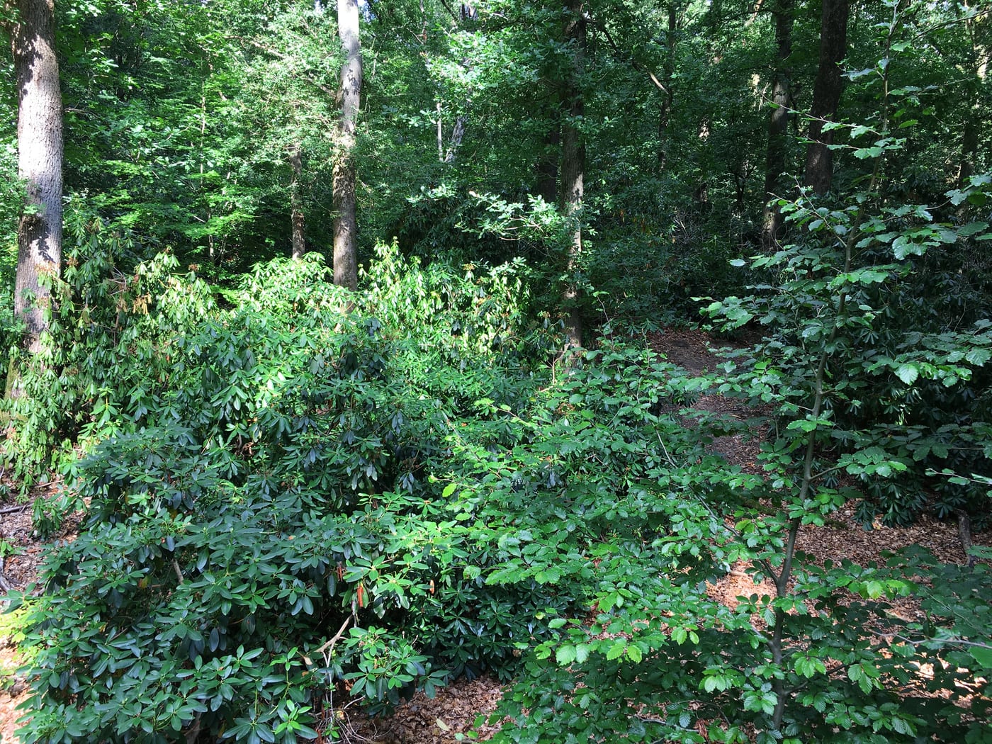 Dense rhododendron ponticum thicket dominating a woodland understorey