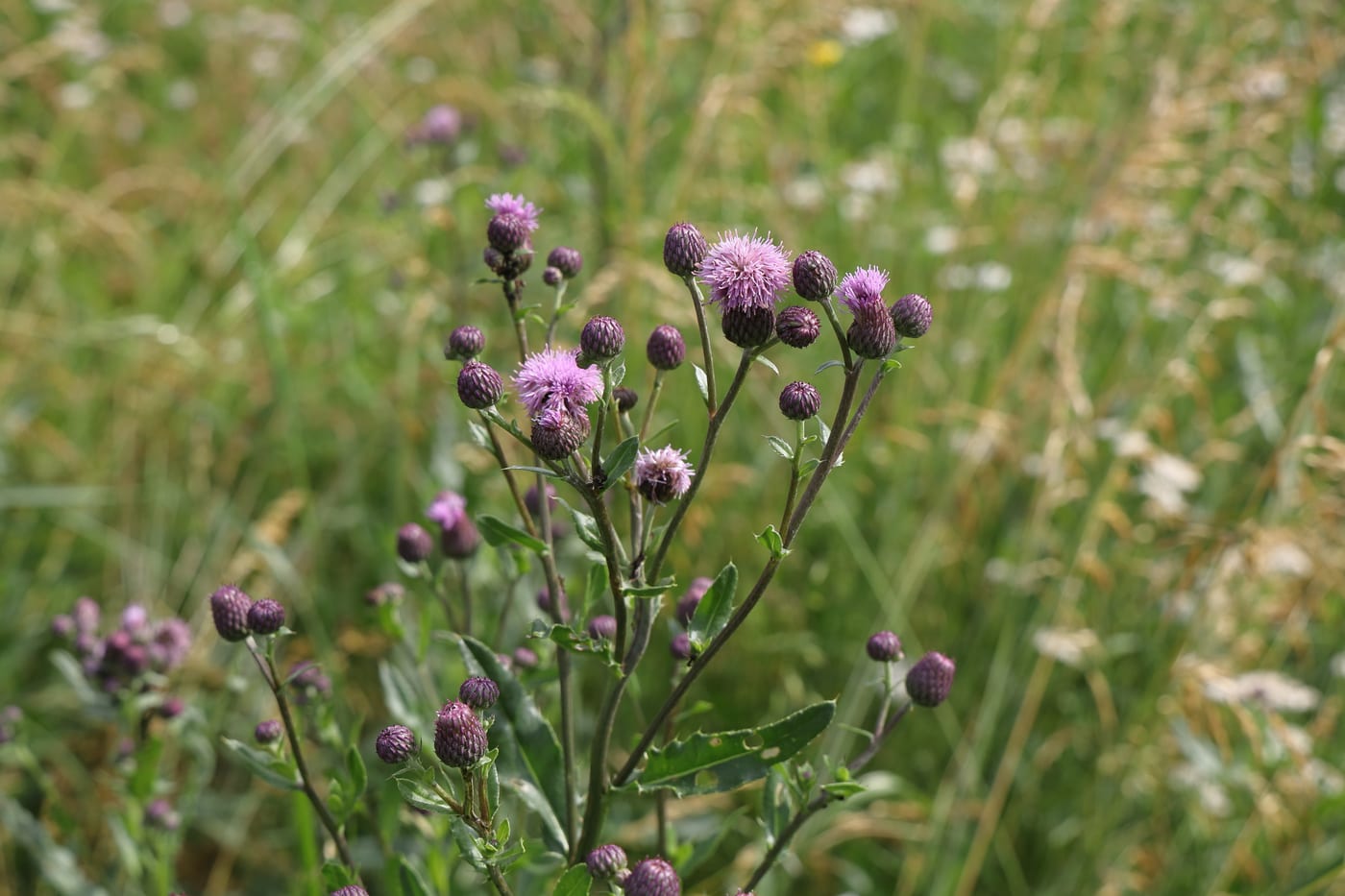Creeping thistle with purple flower heads and spiny leaves